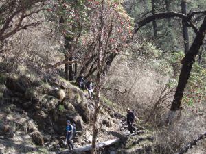 descending down through forest and rhododendron