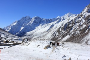 Our Yaks leaving Lungden on the way toward the Renjo La.