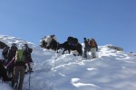 Yaks ahead of our team as we top out on the climb out of Gokyo and onto the glacier.