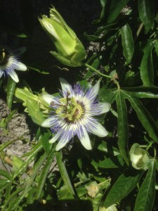 Passion Flower at the side of the track