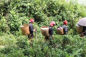 Red Dzao villagers on the trail