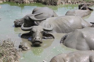 Water buffalo getting out of the heat