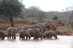 A herd of elephant visiting a waterhole near our camp.