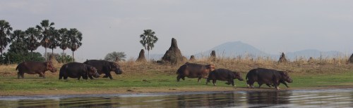 Hippo running into the Shire River at Liwonde, Malawi